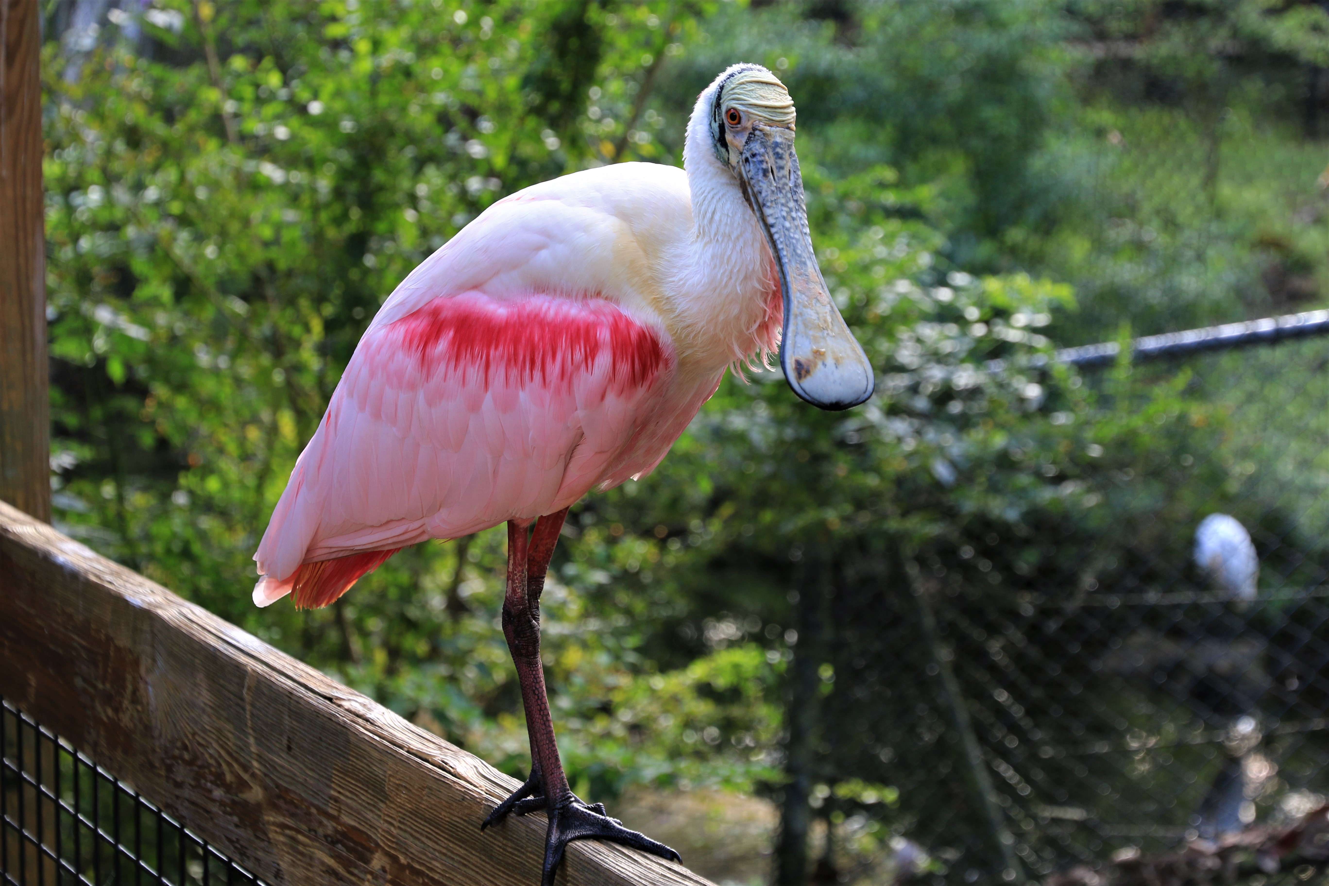 Roseate Spoonbill